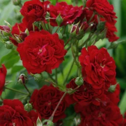 Rose 'Crimson Siluetta' (Miniclimber) 7 Rose 'Crimson Siluetta' (Miniclimber) -Gartenpflanzen Verkaufsladen 2003684 Rose 20Crimson 20Siluetta Miniclimber 3