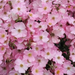 Rose 'Fortuna' (Kleinstrauchrose)