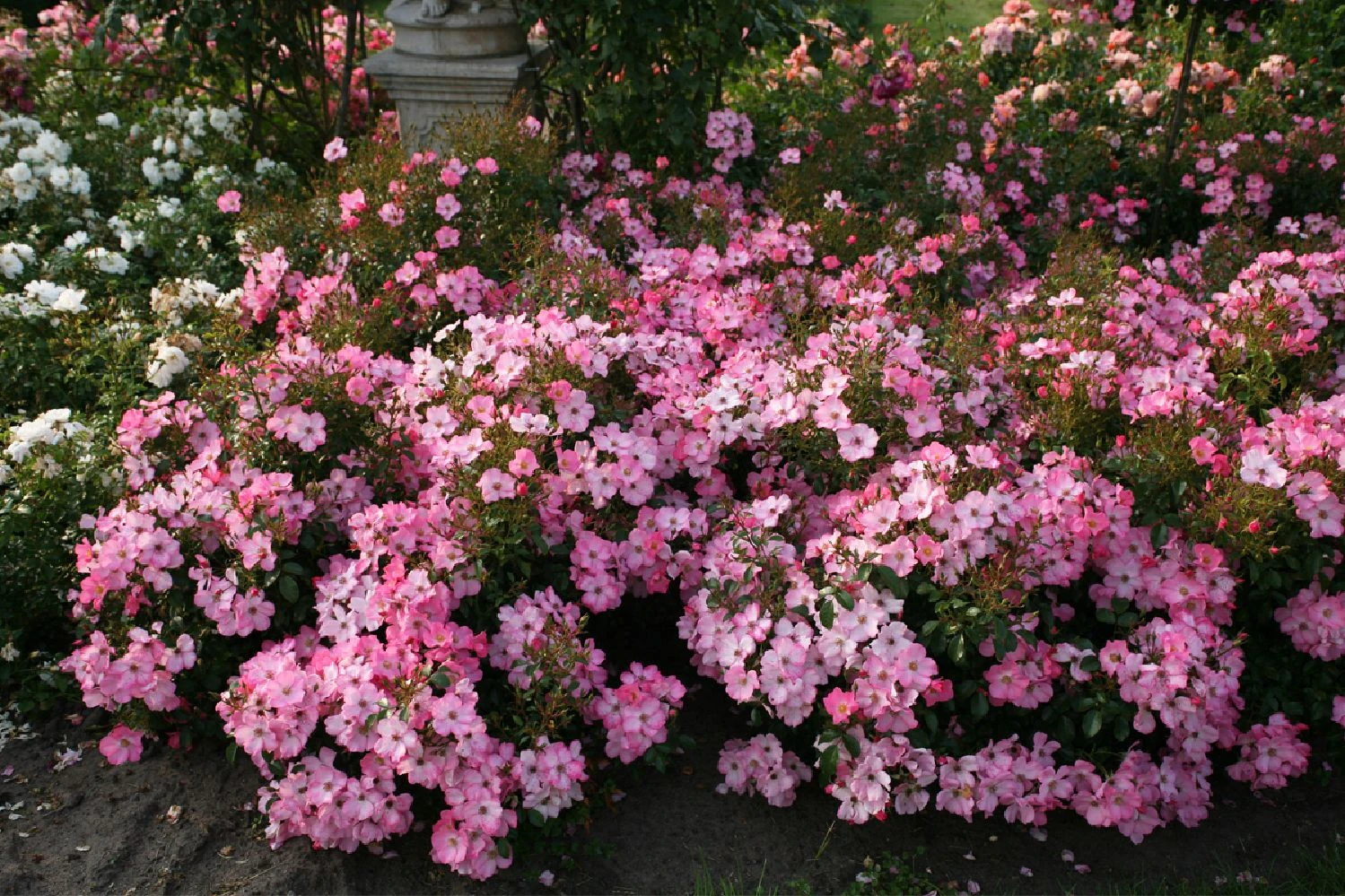 Rose 'Fortuna' (Kleinstrauchrose) 4 Rose 'Fortuna' (Kleinstrauchrose) – Bild 2