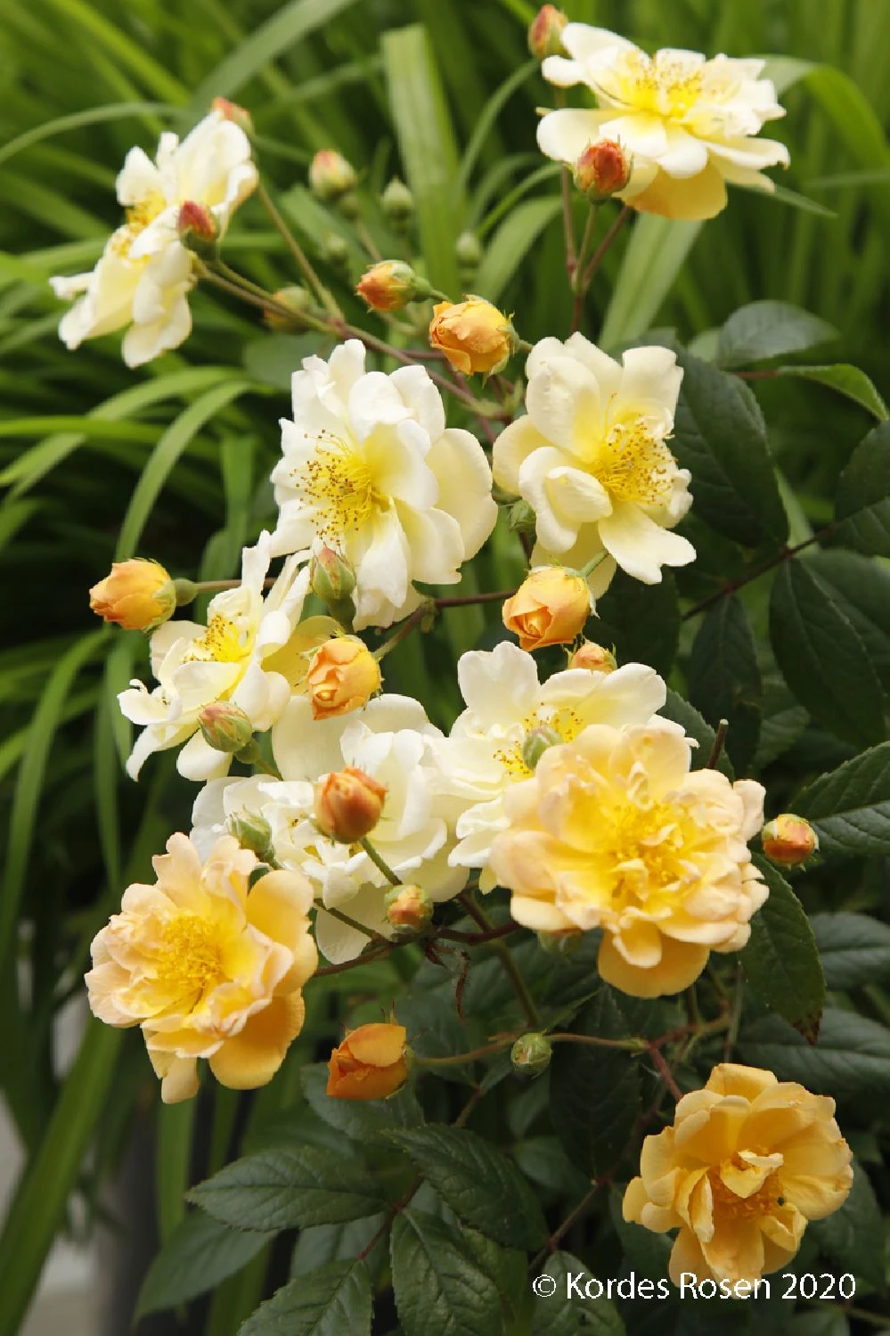 Rose 'Sunny Siluetta' (Miniclimber) 3 Rose 'Sunny Siluetta' (Miniclimber)