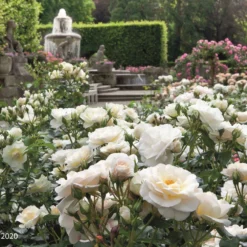 Rose 'Sirius' (Beetrose) -Gartenpflanzen Verkaufsladen 2003694 Rose 20Sirius Beetrose 3