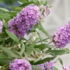 Buddleja Buzz® 'Violet' (Zwerg-Sommerflieder) -Gartenpflanzen Verkaufsladen 2003767 Buddleja 20Buzz 20Violet Zwerg Sommerflieder 1