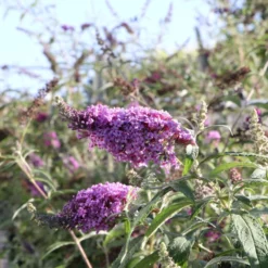 Buddleja Buzz® 'Violet' (Zwerg-Sommerflieder) -Gartenpflanzen Verkaufsladen 2003767 Buddleja 20Buzz 20Violet Zwerg Sommerflieder 2