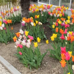 Tulpenmischung 'Karneval' (Garten-Tulpenmischung) 7 Tulpenmischung 'Karneval' (Garten-Tulpenmischung) -Gartenpflanzen Verkaufsladen 2003867 Tulpenmischung 20Karneval Garten Tulpenmischung 3