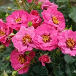 Rose 'Orienta® Djamila' (Persische Rose)