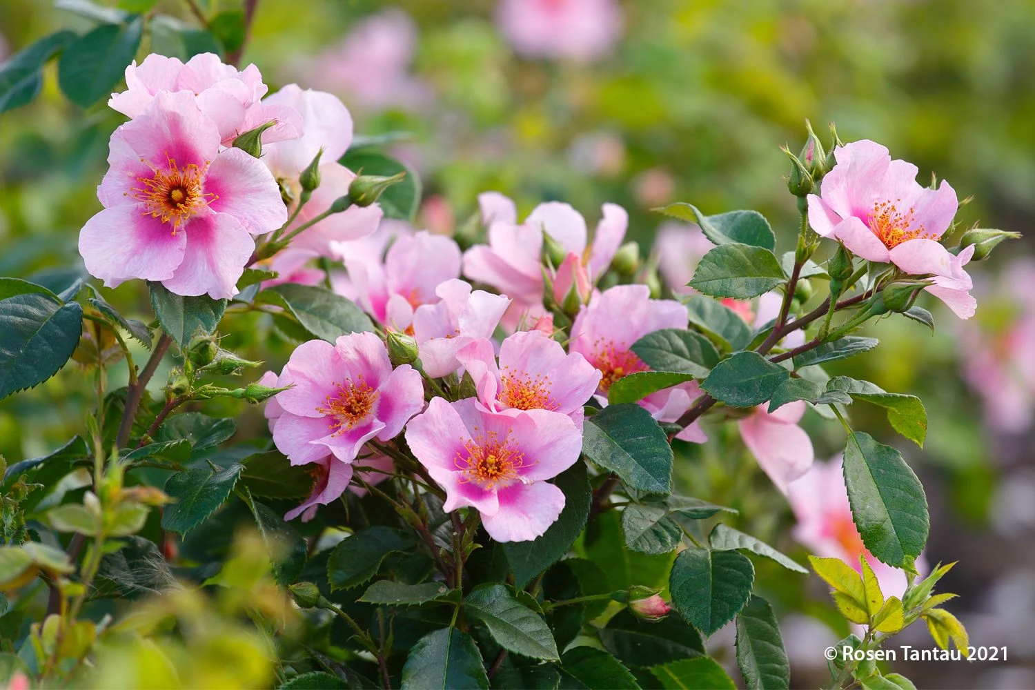 Rose 'Orienta® Laila' (Persische Rose) 3 Rose 'Orienta® Laila' (Persische Rose)