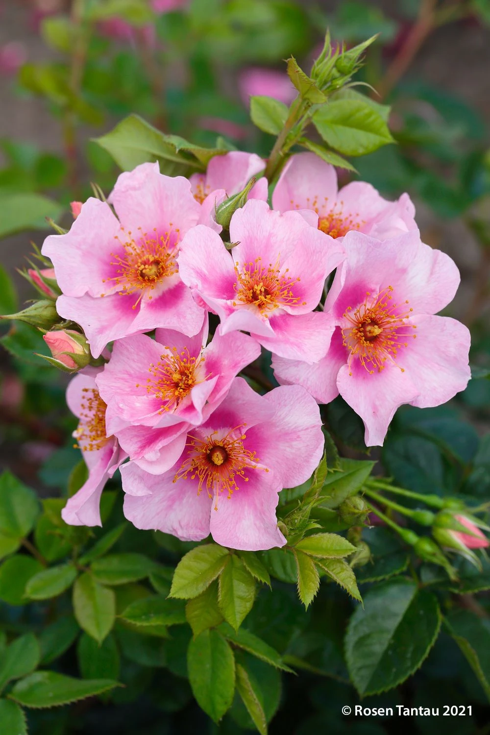 Rose 'Orienta® Laila' (Persische Rose) 4 Rose 'Orienta® Laila' (Persische Rose) – Bild 2