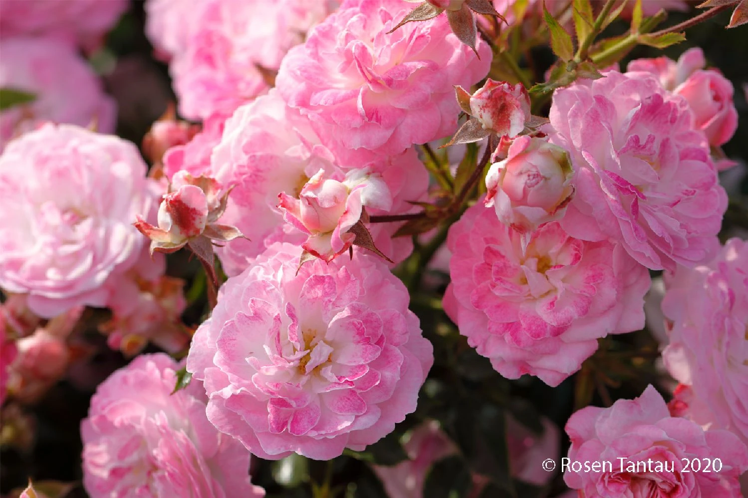 Rose 'Pinocchio' (Patiorose) 3 Rose 'Pinocchio' (Patiorose)