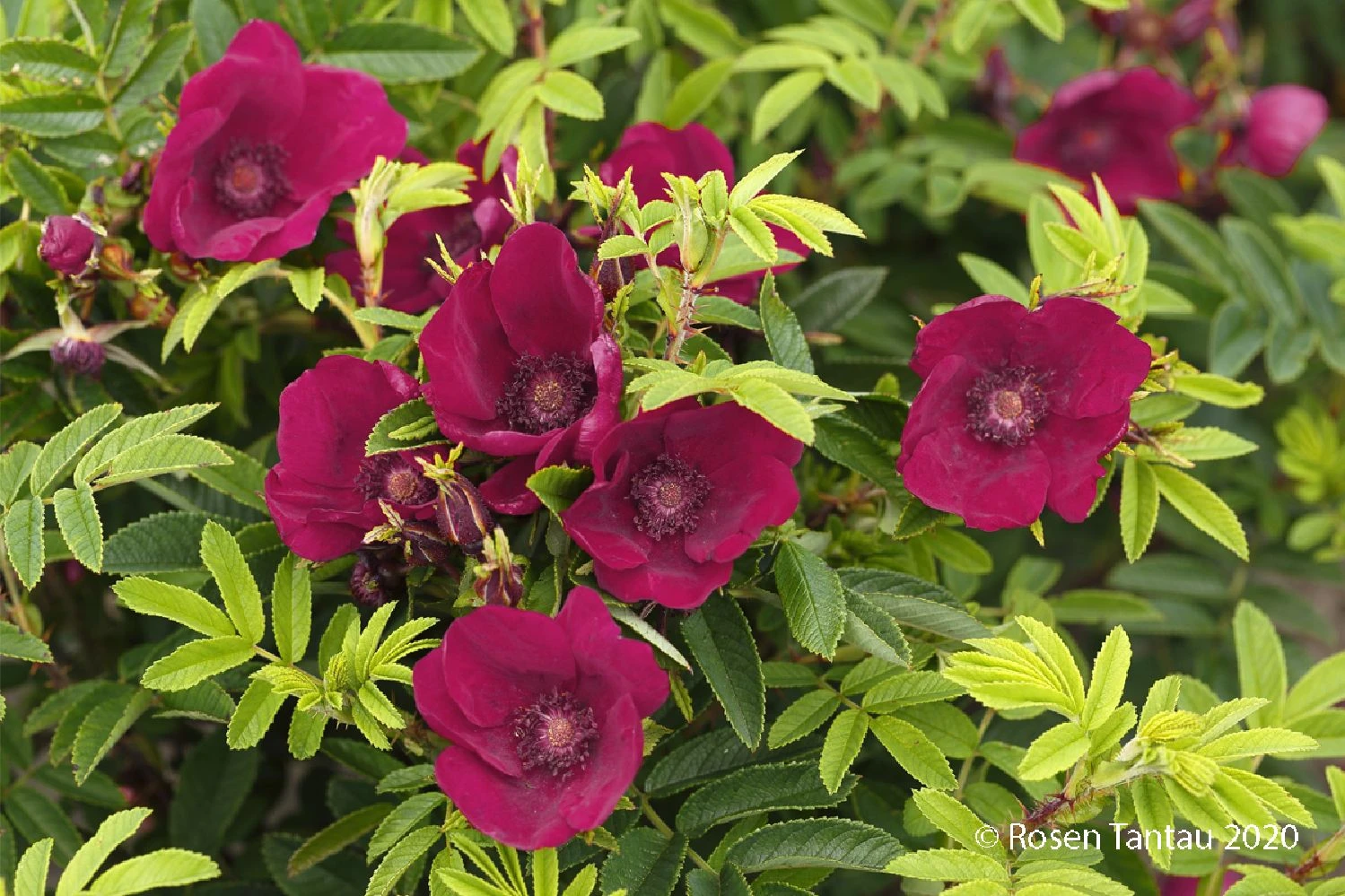 Rose 'Strandperle® Norderney' (Heckenrose) 3 Rose 'Strandperle® Norderney' (Heckenrose)