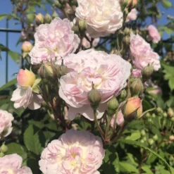 Rose 'Romantic Siluetta' (Miniclimber)