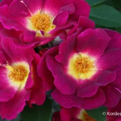 Rose 'Weg Der Sinne' (Bodendeckerrose)