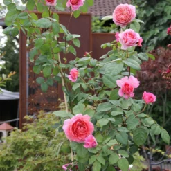 Rose 'Eisvogel' (Edelrose) -Gartenpflanzen Verkaufsladen 2003920 Rose 20Eisvogel Edelrose 2