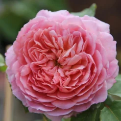 Rose 'Eisvogel' (Edelrose) -Gartenpflanzen Verkaufsladen 2003920 Rose 20Eisvogel Edelrose 3