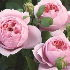 Rose 'Schöne Maid' (Edelrose)