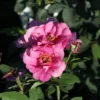 Rose 'Orienta® Aladdin' (Kletterrose) -Gartenpflanzen Verkaufsladen 2003929 Rose 20Orienta 20Aladdin Kletterrose 1