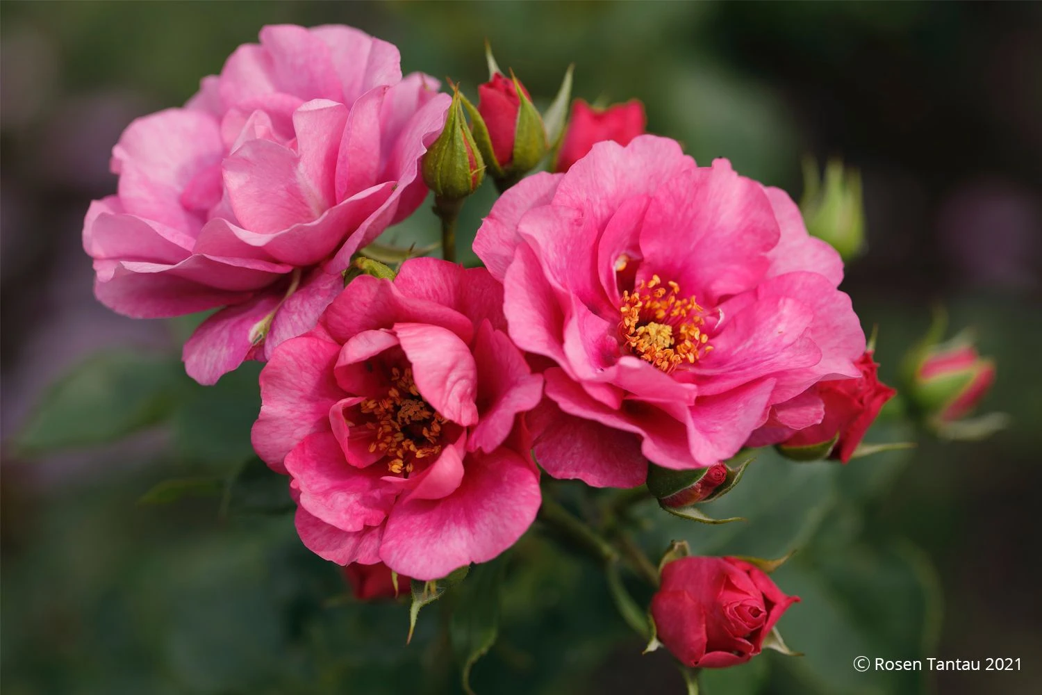 Rose 'Orienta® Aladdin' (Kletterrose) 4 Rose 'Orienta® Aladdin' (Kletterrose) – Bild 2