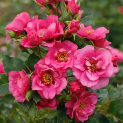 Rose 'Orienta® Aladdin' (Kletterrose) 7 Rose 'Orienta® Aladdin' (Kletterrose) -Gartenpflanzen Verkaufsladen 2003929 Rose 20Orienta 20Aladdin Kletterrose 3