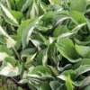 Hosta 'Amazone' (Funkie) -Gartenpflanzen Verkaufsladen 2004025 Hosta 20Amazone Funkie 1