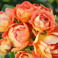 Rose 'Bienenweide' ® Mango (Beetrose)