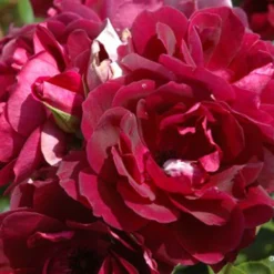 Rose 'Burgundy Ice' (Strauchrose)