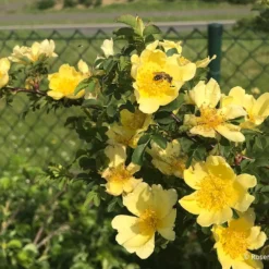 Rose Hugonis (Chinesische Goldrose)