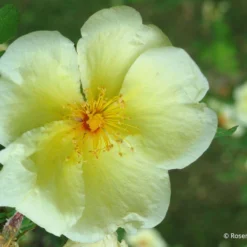 Rose Hugonis (Chinesische Goldrose) -Gartenpflanzen Verkaufsladen 2004400 Rose 20hugonis Chinesische 20Goldrose 3 987469c5 28b6 47db a07e 4d730b44c1c7