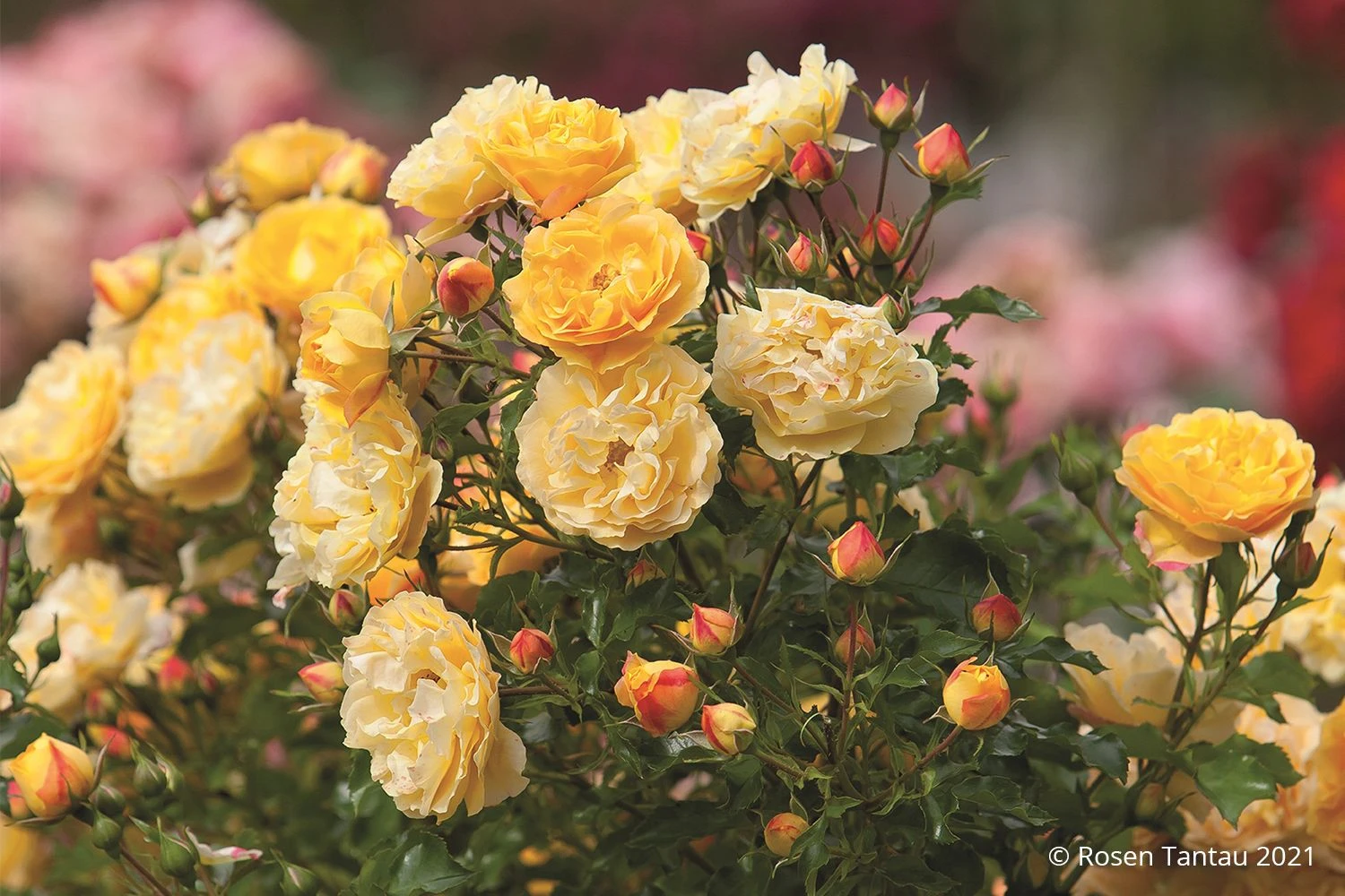 Rose 'Starlet®-Rose Lizzy' (Miniclimber) 3 Rose 'Starlet®-Rose Lizzy' (Miniclimber)