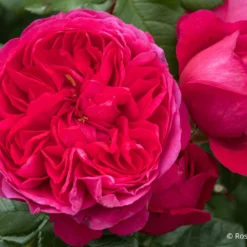 Rose 'Deep Love' (Kletterrose)