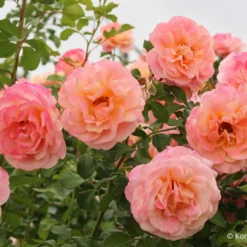 Rose 'Peach Melba' (Kletterrose)
