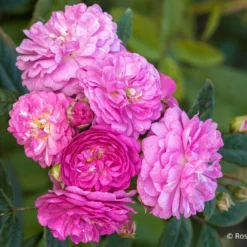 Rose 'Perennial Rosali' (Ramblerrose)
