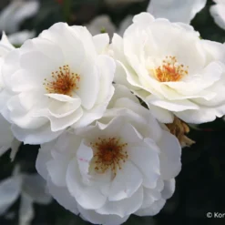 Rose 'Weiße Wolke' (Strauchrose)