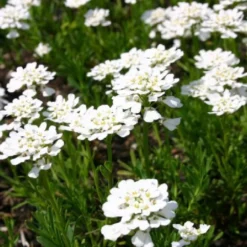 Der Berg Ruft (Maximale Blütenfreude Für Raue Gegenden) 31 Der Berg Ruft (Maximale Blütenfreude Für Raue Gegenden) -Gartenpflanzen Verkaufsladen 2004415 Der 20Berg 20ruft Maximale 20Bluetenfreude 20fuer 20raue 20Gegenden 10