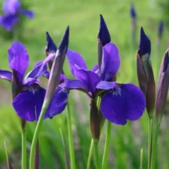 Der Berg Ruft (Maximale Blütenfreude Für Raue Gegenden) 32 Der Berg Ruft (Maximale Blütenfreude Für Raue Gegenden) -Gartenpflanzen Verkaufsladen 2004415 Der 20Berg 20ruft Maximale 20Bluetenfreude 20fuer 20raue 20Gegenden 11