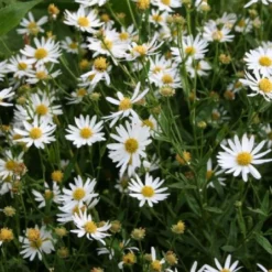 Der Berg Ruft (Maximale Blütenfreude Für Raue Gegenden) 33 Der Berg Ruft (Maximale Blütenfreude Für Raue Gegenden) -Gartenpflanzen Verkaufsladen 2004415 Der 20Berg 20ruft Maximale 20Bluetenfreude 20fuer 20raue 20Gegenden 12