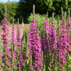 Der Berg Ruft (Maximale Blütenfreude Für Raue Gegenden) 34 Der Berg Ruft (Maximale Blütenfreude Für Raue Gegenden) -Gartenpflanzen Verkaufsladen 2004415 Der 20Berg 20ruft Maximale 20Bluetenfreude 20fuer 20raue 20Gegenden 13