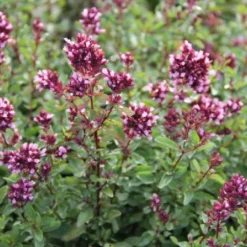 Der Berg Ruft (Maximale Blütenfreude Für Raue Gegenden) 35 Der Berg Ruft (Maximale Blütenfreude Für Raue Gegenden) -Gartenpflanzen Verkaufsladen 2004415 Der 20Berg 20ruft Maximale 20Bluetenfreude 20fuer 20raue 20Gegenden 14