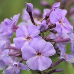 Der Berg Ruft (Maximale Blütenfreude Für Raue Gegenden) 37 Der Berg Ruft (Maximale Blütenfreude Für Raue Gegenden) -Gartenpflanzen Verkaufsladen 2004415 Der 20Berg 20ruft Maximale 20Bluetenfreude 20fuer 20raue 20Gegenden 16