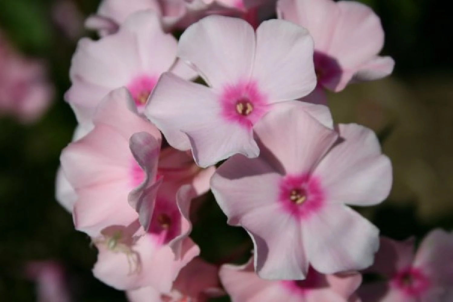 Der Berg Ruft (Maximale Blütenfreude Für Raue Gegenden) 19 Der Berg Ruft (Maximale Blütenfreude Für Raue Gegenden) – Bild 17