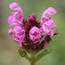 Der Berg Ruft (Maximale Blütenfreude Für Raue Gegenden) 39 Der Berg Ruft (Maximale Blütenfreude Für Raue Gegenden) -Gartenpflanzen Verkaufsladen 2004415 Der 20Berg 20ruft Maximale 20Bluetenfreude 20fuer 20raue 20Gegenden 18