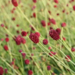 Der Berg Ruft (Maximale Blütenfreude Für Raue Gegenden) 41 Der Berg Ruft (Maximale Blütenfreude Für Raue Gegenden) -Gartenpflanzen Verkaufsladen 2004415 Der 20Berg 20ruft Maximale 20Bluetenfreude 20fuer 20raue 20Gegenden 20