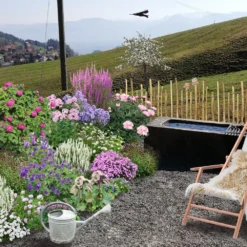 Der Berg Ruft (Maximale Blütenfreude Für Raue Gegenden) 24 Der Berg Ruft (Maximale Blütenfreude Für Raue Gegenden) -Gartenpflanzen Verkaufsladen 2004415 Der 20Berg 20ruft Maximale 20Bluetenfreude 20fuer 20raue 20Gegenden 3