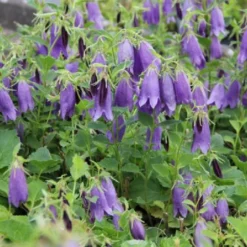 Der Berg Ruft (Maximale Blütenfreude Für Raue Gegenden) 28 Der Berg Ruft (Maximale Blütenfreude Für Raue Gegenden) -Gartenpflanzen Verkaufsladen 2004415 Der 20Berg 20ruft Maximale 20Bluetenfreude 20fuer 20raue 20Gegenden 7