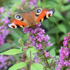 Buddleja Davidii POQUITO ® 'Orchid Annie' (Sommerflieder)