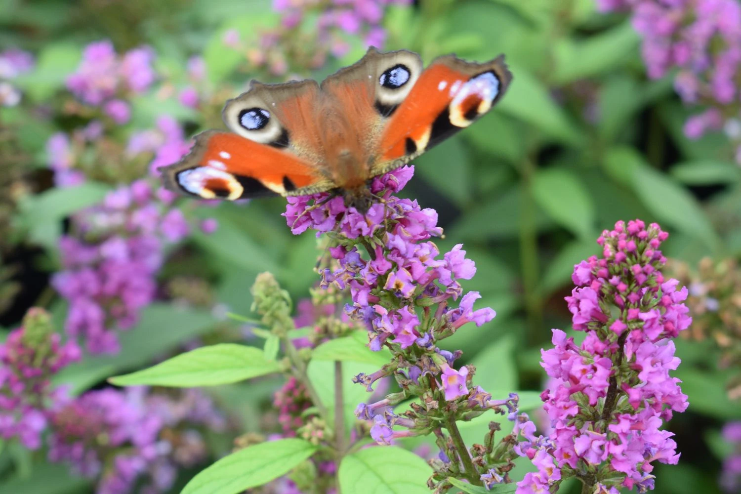 Buddleja Davidii POQUITO ® 'Orchid Annie' (Sommerflieder) 3 Buddleja Davidii POQUITO ® 'Orchid Annie' (Sommerflieder)