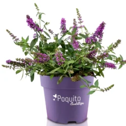 Buddleja Davidii POQUITO ® 'Orchid Annie' (Sommerflieder) 7 Buddleja Davidii POQUITO ® 'Orchid Annie' (Sommerflieder) -Gartenpflanzen Verkaufsladen 2004424 Buddleja 20davidii 20POQUITO 20 20Orchid 20Annie Sommerflieder 3