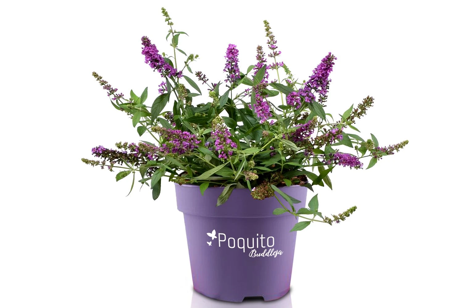 Buddleja Davidii POQUITO ® 'Orchid Annie' (Sommerflieder) 5 Buddleja Davidii POQUITO ® 'Orchid Annie' (Sommerflieder) – Bild 3