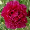 Paeonia Rockii 'Hei Mei Gui' (Strauchpfingstrose 'Schwarze Rose') -Gartenpflanzen Verkaufsladen 2004642 Paeonia 20rockii 20Hei 20Mei 20Gui Strauchpfingstrose 20Schwarze 20Rose 1 20423408 6b74 45e0 8c69 7aaa48d3583f