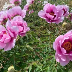 Paeonia Rockii 'Hui He' (Strauchpfingstrose 'Grauer Kranich') 7 Paeonia Rockii 'Hui He' (Strauchpfingstrose 'Grauer Kranich') -Gartenpflanzen Verkaufsladen 2004643 Paeonia 20rockii 20Hui 20He Strauchpfingstrose 20Grauer 20Kranich 3 495c385f 911b 4ba2 b995 8dafc4d5371b