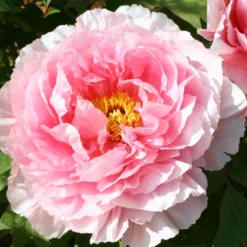 Paeonia Suffruticosa 'Hananosato' (Strauchpfingstrose 'Blumendorf')
