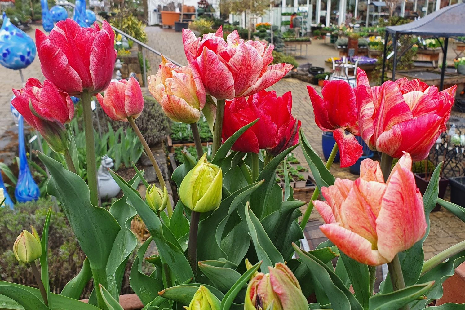 Tulpenmischung 'Peptalk' (Garten-Tulpenmischung) 3 Tulpenmischung 'Peptalk' (Garten-Tulpenmischung)